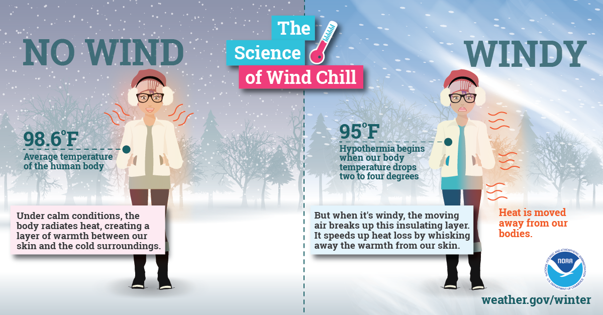 Infographic - The Science of Wind Chill. The average temperature of the human body is 98.6 degrees fahrenheit. Under calm conditions, the body radiates heat, creating a layer of warmth between or skin and the cold surroundings. But when it's windy, the moving air breaks up this insulating layer. It speeds up heat loss by whisking away the warmth from our skin. Hypothermia begins when our body temperature drops two to four degrees. 