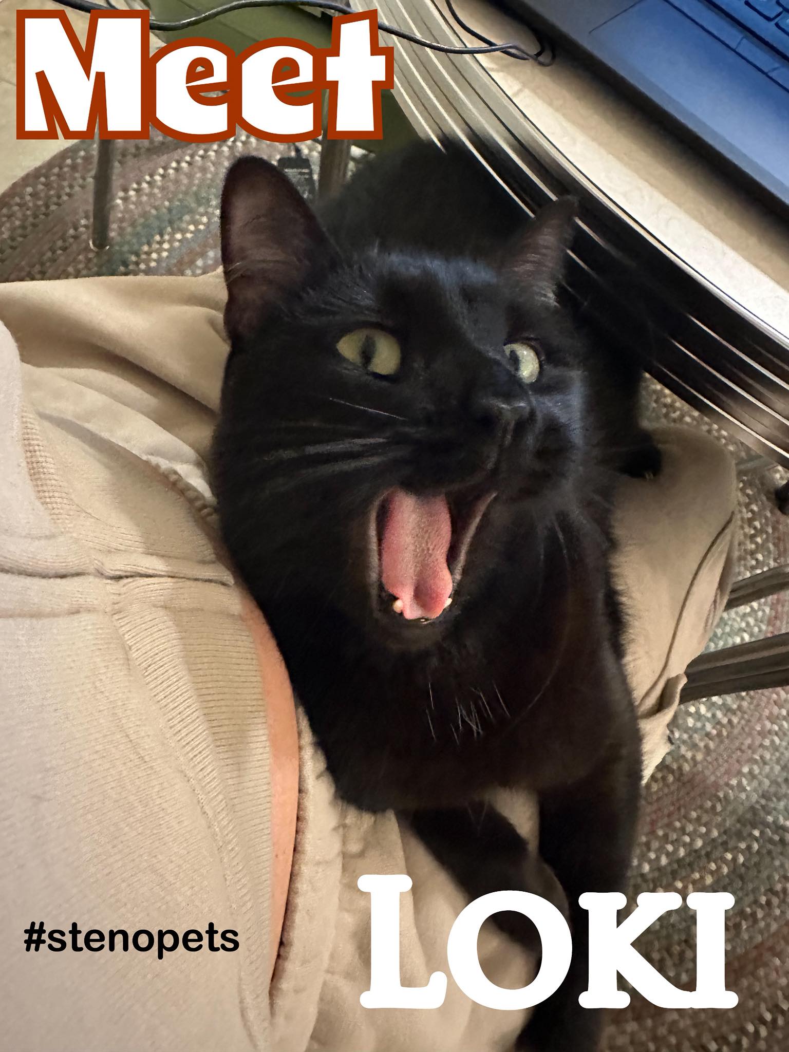 LACCRA Steno Pets